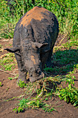 View of white rhino in Hluhluwe-Imfolozi Park (Umfolozi), the oldest nature reserve in Africa, KwaZulu-Natal Province, South Africa, Africa