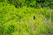 View of Greater Blue-eared Starling in Hluhluwe-Imfolozi Park (Umfolozi), the oldest nature reserve in Africa, KwaZulu-Natal Province, South Africa, Africa