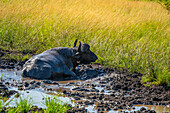 Blick auf Büffel im Hluhluwe-Imfolozi Park (Umfolozi), dem ältesten Naturreservat Afrikas, Provinz KwaZulu-Natal, Südafrika, Afrika