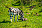 Blick auf ein Zebra auf einer Pirschfahrt im Krüger-Nationalpark, Südafrika, Afrika