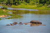 View of Hippopotamus (Hippopatamus amphibius), adult, in water, in Kruger National Park, South Africa, Africa