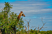 Blick auf eine Südliche Giraffe (Giraffa camelopardalis giraffa) auf einer Pirschfahrt im Krüger-Nationalpark, Südafrika, Afrika