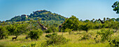 Blick auf eine Südliche Giraffe (Giraffa camelopardalis giraffa) auf einer Pirschfahrt im Krüger-Nationalpark, Südafrika, Afrika