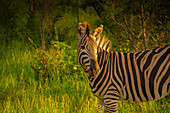 Blick auf ein Zebra auf einer Pirschfahrt im Krüger-Nationalpark, Südafrika, Afrika