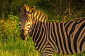 Blick auf ein Zebra auf einer Pirschfahrt im Krüger-Nationalpark, Südafrika, Afrika