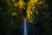 Hängebrücke durch einen warm beleuchteten tropischen Wald, das Regenwald-Biom des Mount Taranaki, Nordinsel, Neuseeland, Pazifik