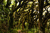 Tropical plants deep in a lush overgrown forest, Jungle of Mount Taranaki, North Island, New Zealand, Pacific