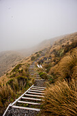 Nebliger Wanderpfad, Nordinsel, Neuseeland, Pazifik