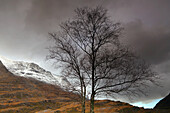 Baumdetail, Torridon, Nordwestliche Highlands, Schottland, Vereinigtes Königreich, Europa