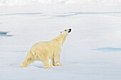 Reaching out, Polar bear on the Arctic ice shelf, Svalbard and Jan Mayen, Norway, Europe