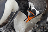 Beak boxing, Gentoo Penguins arguing, Antarctica, Polar Regions