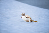 A Gentoo penguin (Pygoscelis papua), with a rare condition, leucism, in the Antarctic Peninsula, Polar Regions