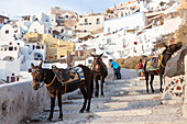 Esel als Transportmittel auf der schönen Insel Santorin, Kykladen, Griechische Inseln, Griechenland, Europa