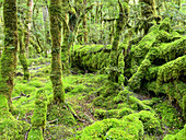 Moosbewachsene Waldpfade im Fiordland-Nationalpark, UNESCO-Weltnaturerbe, Te Anau, Südinsel, Neuseeland, Pazifik