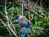 The tui, a beautiful mockingbird-like songbird, at Tiritiri Matangi island sanctuary, Hauraki Gulf, North Island, New Zealand, Pacific