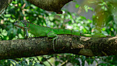 Green Iguana, Costa Rica, Central America