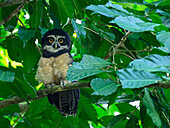 Spectacled Owl, Costa Rica, Central America