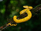 Eyelash Viper, Costa Rica, Central America