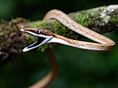 Brown Vine Snake, Costa Rica, Central America