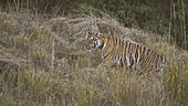 Royal Bengal Tiger, India, Asia