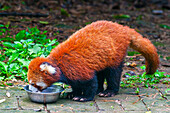 Roter Panda (Ailurus fulgens) im Pandabären-Reservat, Chengdu, Sichuan, China, Asien