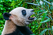 Pandabär, Chengdu, Sichuan, China, Asien