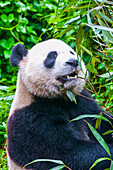 Pandabär, Chengdu, Sichuan, China, Asien