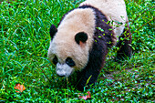 Panda Bear, Chengdu, Sichuan, China, Asia