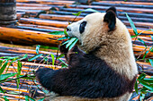 Pandabär, Chengdu, Sichuan, China, Asien