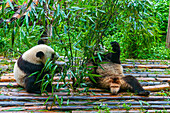 Pandabär, Chengdu, Sichuan, China, Asien