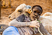 Dusty Mundari boy lying on a small cow, Mundari tribe, South Sudan, Africa