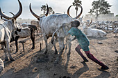 Young boy blowing up the bottom of a cow to increase the milk production, Mundari tribe, South Sudan, Africa