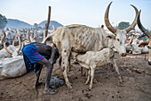 Man washing himself in cow pee, Mundari tribe, South Sudan, Africa