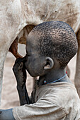 Young boy drinking milk directly from a cow, Mundari tribe, South Sudan, Africa