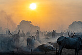 Backlit photo of a Mundari cattle camp, Mundari tribe, South Sudan, Africa