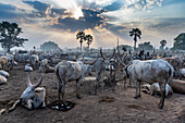 Cattle camp at sunset, Mundari tribe, South Sudan, Africa