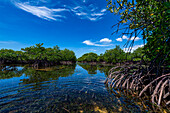 Swamps in Grande Santa Cruz Island, Zamboanga, Mindanao, Philippines, Southeast Asia, Asia