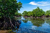 Swamps in Grande Santa Cruz Island, Zamboanga, Mindanao, Philippines, Southeast Asia, Asia