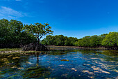 Swamps in Grande Santa Cruz Island, Zamboanga, Mindanao, Philippines, Southeast Asia, Asia