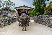 Ochsenkarren im Taketomi-Insel-Nationalpark, Ishigaki, Yaeyama-Inselgruppe, Japan, Asien