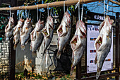 Fish for sale, Xidi historic ancient village, UNESCO World Heritage Site, Xidi, Anhui, China, Asia