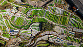 Luftaufnahme der Teeplantagen um das Yuchang Fujian Tulou, ländliche Behausung der Hakka, Fujian, China, Asien