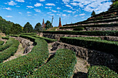 Teeplantage in Tianluokeng, Fujian Tulou, ländliche Behausung der Hakka, Fujian, China, Asien