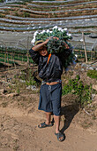 Karen-Bauern der ersten Generation bei der Arbeit in einem Obst- und Blumen-Polytunnel in der Provinz Mae Hong Son, Thailand, Südostasien, Asien