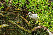 Blick auf einen Silberreiher im Sumpf bei Puerto Morelos, Quintana Roo, Karibikküste, Yucatan-Halbinsel, Riviera Maya, Mexiko, Nordamerika