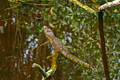 View of crocodile in swamp near Puerto Morelos, Quintana Roo, Caribbean Coast, Yucatan Peninsula, Riviera Maya, Mexico, North America