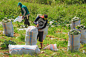 Pflücker verpacken Kohlköpfe, die auf fruchtbarem Vulkanboden in der Nähe des Mount Mahawu, einem aktiven Vulkan in der Nähe der Stadt Tomohon, Gunung Mahawu, Tomohon, Nordsulawesi, Indonesien, Südostasien, Asien, angebaut werden