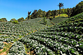 Cabbages growing in fertile volcanic soil fields near Mount Mahawu, an active stratovolcano near Tomohon city. Gunung Mahawu, Tomohon, North Sulawesi, Indonesia