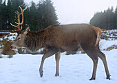 Stag, Highland, Scotland, United Kingdom, Europe