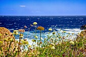 Wild flowers on the North coast of Gozo, Malta, Mediterranean, Europe